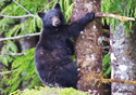 Ursus americanus